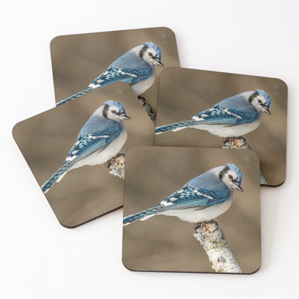 Artikelvorschau, Blue Jay entworfen und verkauft von Michael Cummings.
