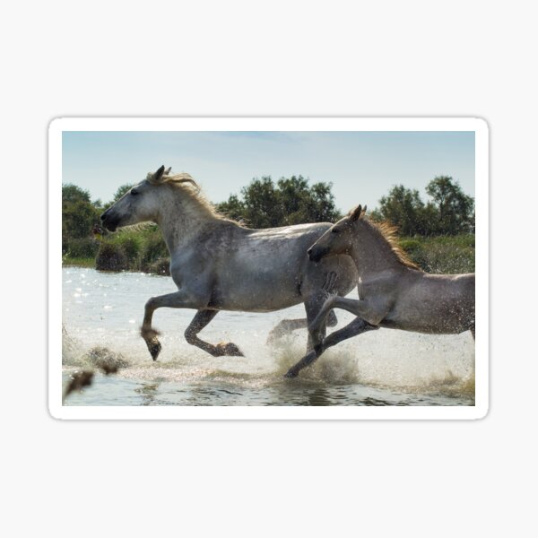 Chevaux camarguais @ Sol'So Photografée Sticker