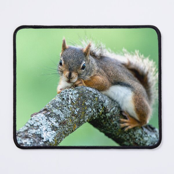 Item preview, Red Squirrel designed and sold by Michael Cummings.