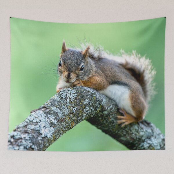 Item preview, Red Squirrel designed and sold by Michael Cummings.