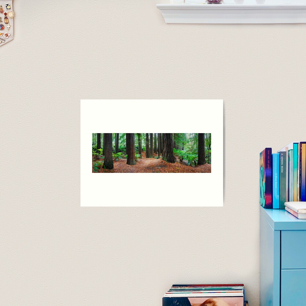 Redwood Forest, Otways, Great Ocean Road, Victoria, Australia Art Print