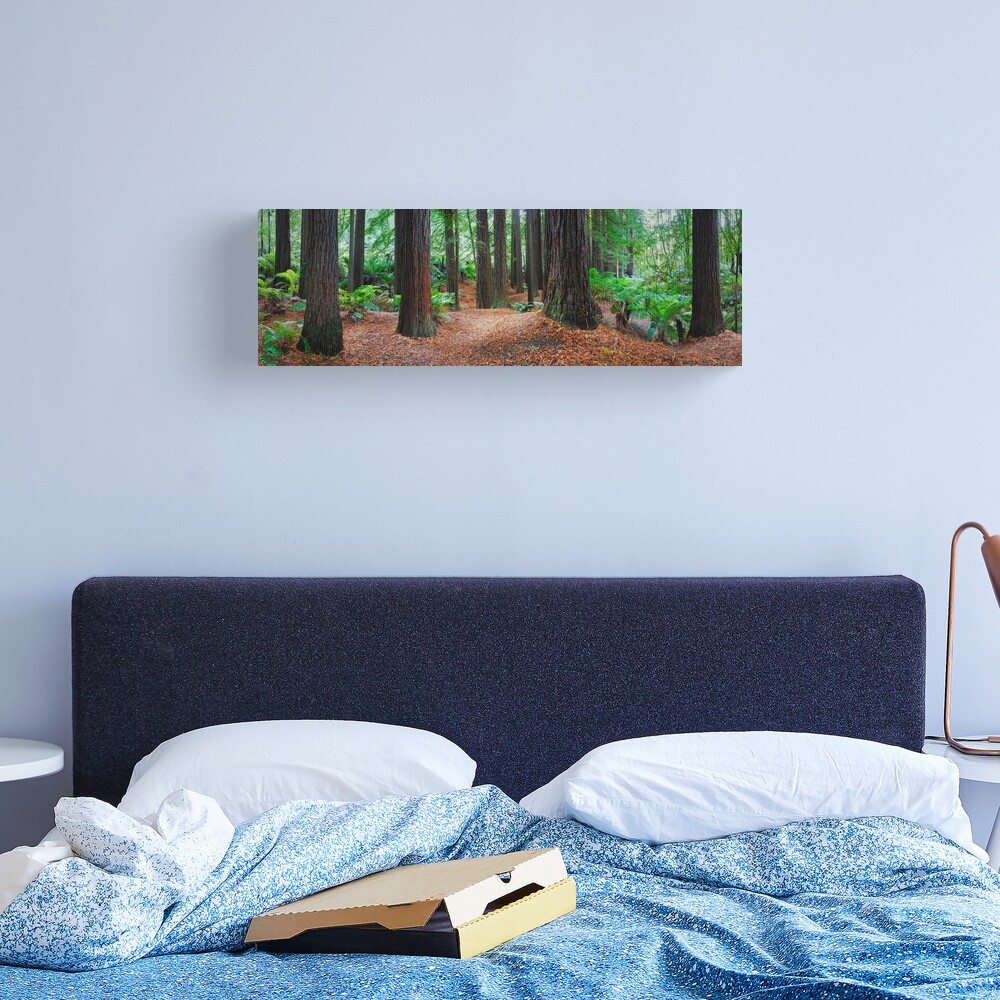 Redwood Forest, Otways, Great Ocean Road, Victoria, Australia Canvas Print