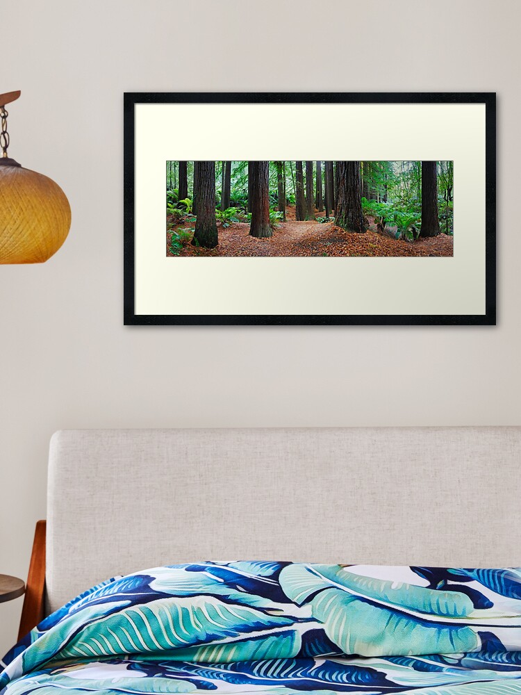 Thumbnail 2 of 7, Framed Art Print, Redwood Forest, Otways, Great Ocean Road, Victoria, Australia designed and sold by Chockstone.