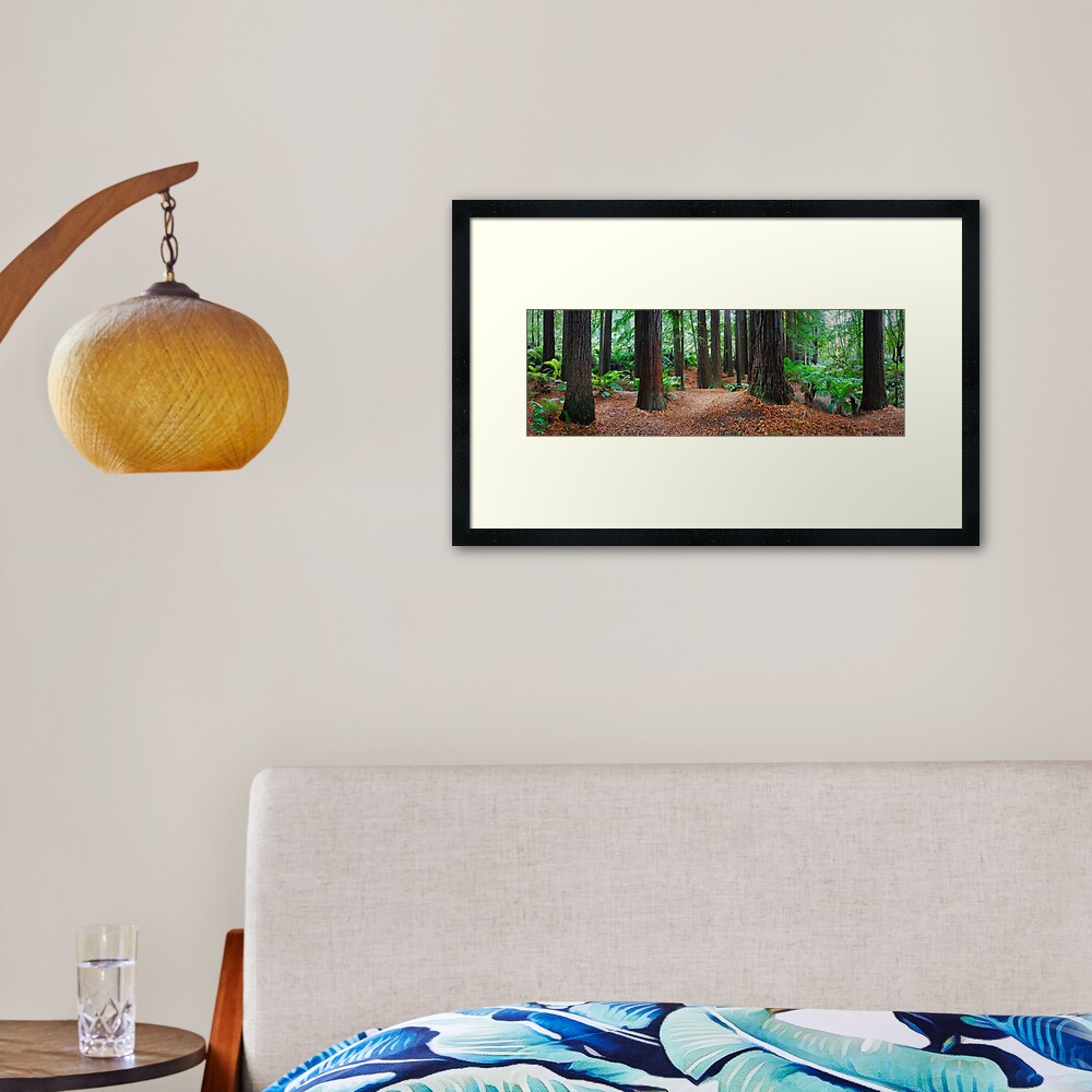 Redwood Forest, Otways, Great Ocean Road, Victoria, Australia Framed Art Print