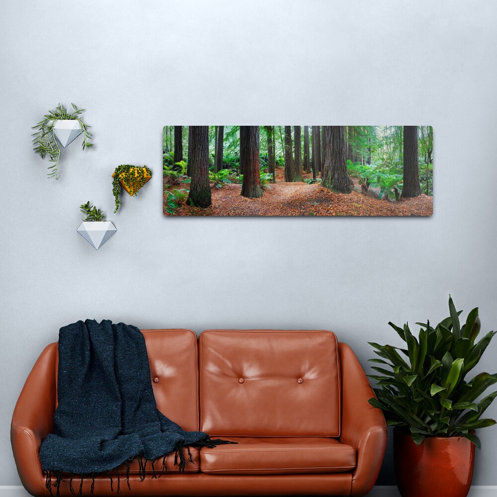 Redwood Forest, Otways, Great Ocean Road, Victoria, Australia Metal Print