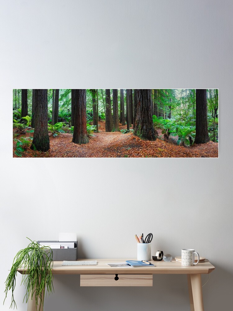Thumbnail 2 of 3, Poster, Redwood Forest, Otways, Great Ocean Road, Victoria, Australia designed and sold by Chockstone.