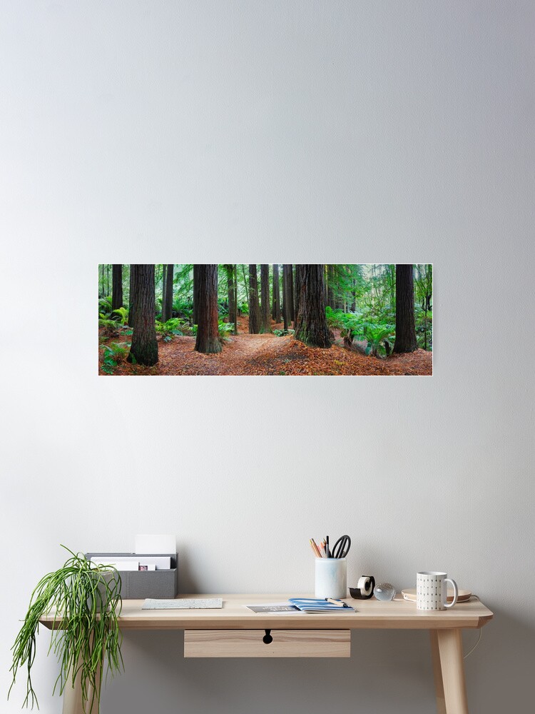 Thumbnail 2 of 3, Poster, Redwood Forest, Otways, Great Ocean Road, Victoria, Australia designed and sold by Chockstone.