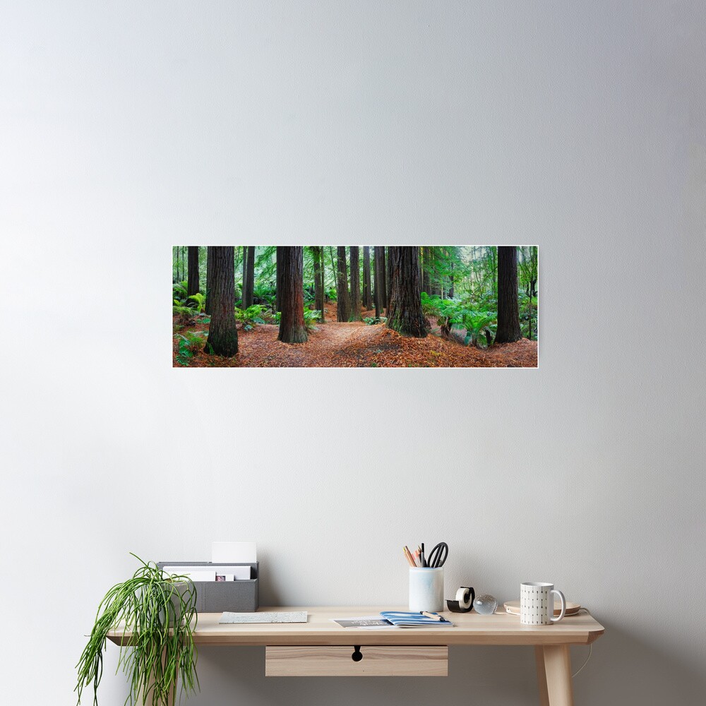 Redwood Forest, Otways, Great Ocean Road, Victoria, Australia Poster
