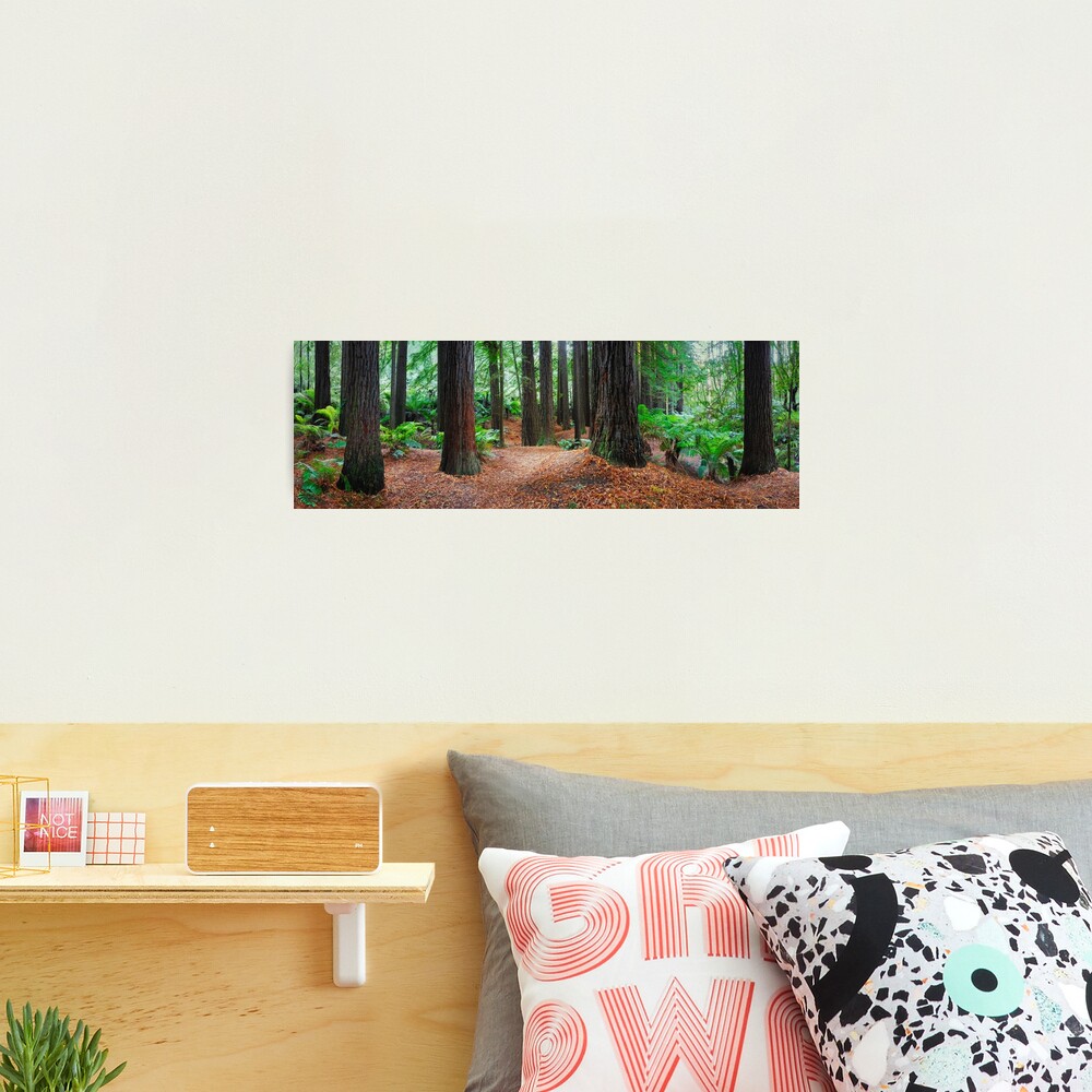 Redwood Forest, Otways, Great Ocean Road, Victoria, Australia Photographic Print