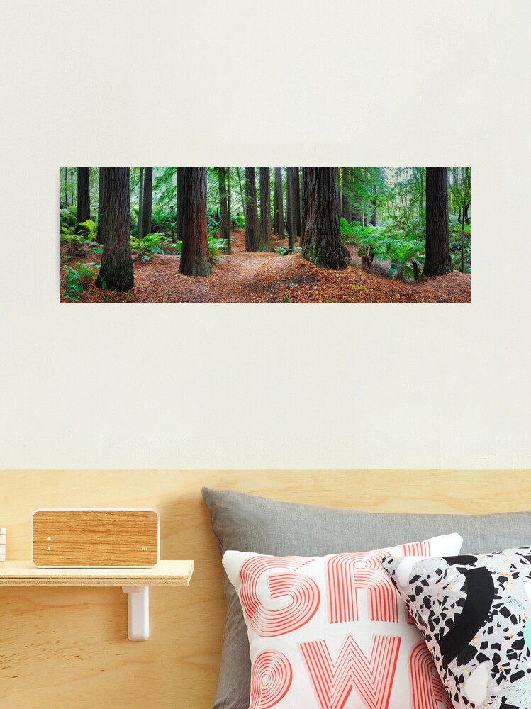 Thumbnail 2 of 3, Photographic Print, Redwood Forest, Otways, Great Ocean Road, Victoria, Australia designed and sold by Chockstone.