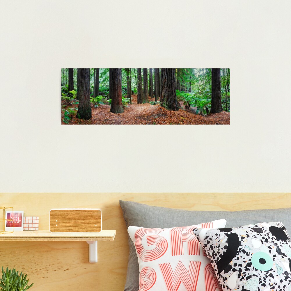 Redwood Forest, Otways, Great Ocean Road, Victoria, Australia Photographic Print