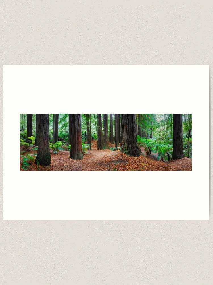 Thumbnail 1 of 3, Art Print, Redwood Forest, Otways, Great Ocean Road, Victoria, Australia designed and sold by Chockstone.