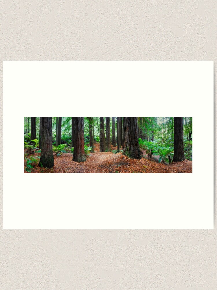 Alternate view of Redwood Forest, Otways, Great Ocean Road, Victoria, Australia Art Print