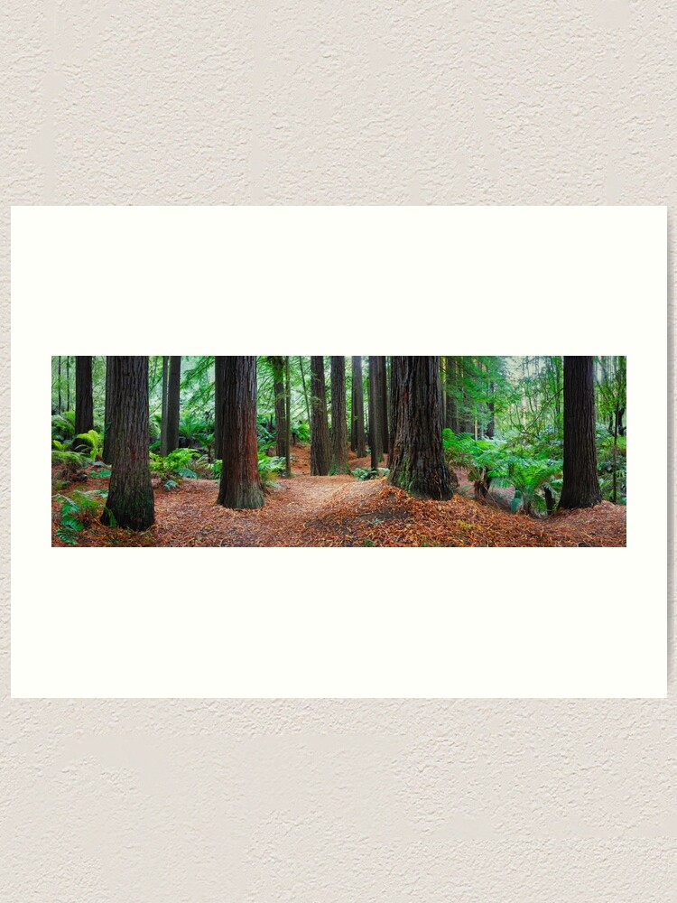 Thumbnail 1 of 3, Art Print, Redwood Forest, Otways, Great Ocean Road, Victoria, Australia designed and sold by Chockstone.