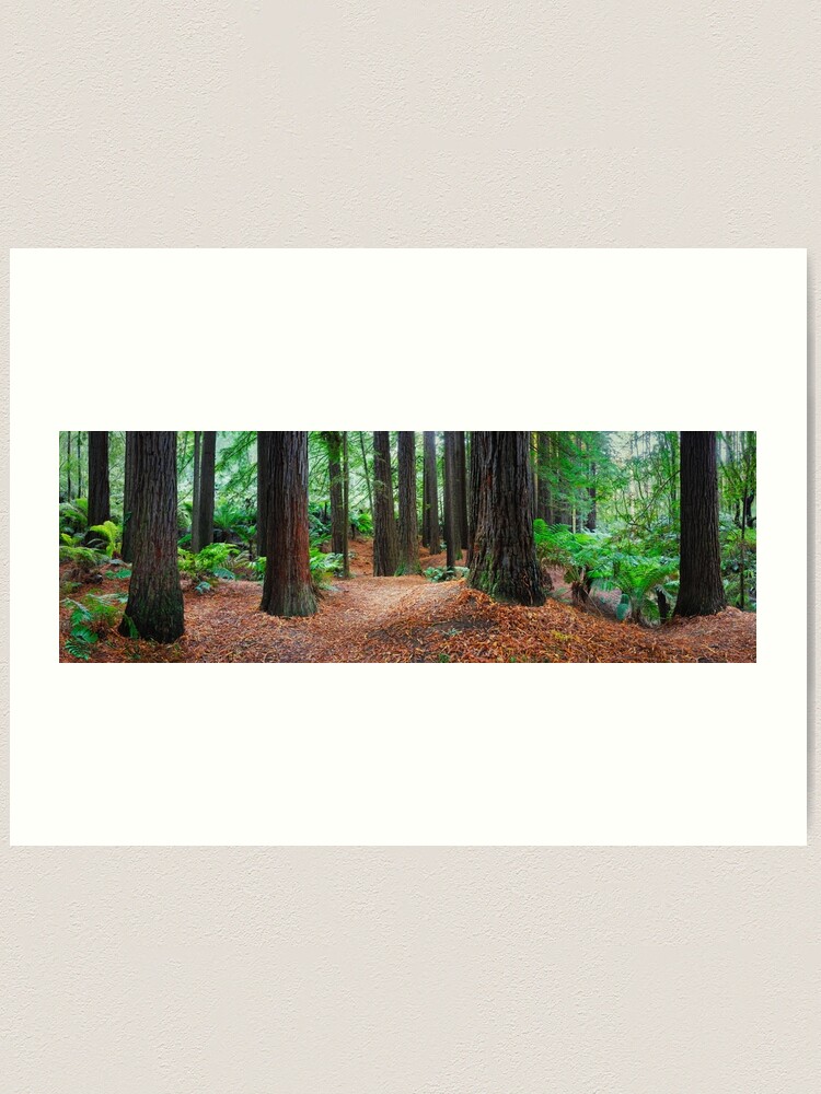 Thumbnail 1 of 3, Art Print, Redwood Forest, Otways, Great Ocean Road, Victoria, Australia designed and sold by Chockstone.