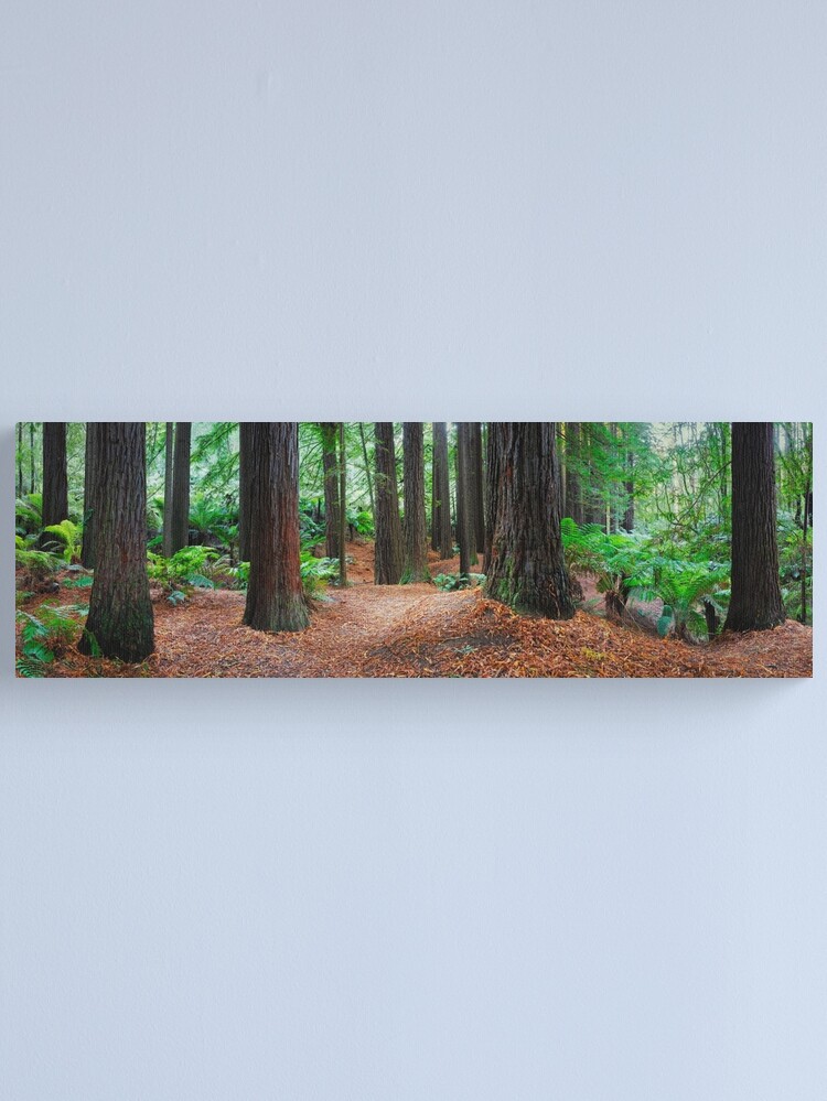 Alternate view of Redwood Forest, Otways, Great Ocean Road, Victoria, Australia Canvas Print