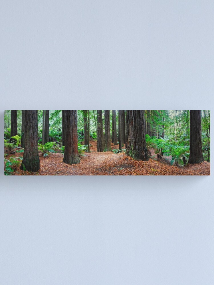 Thumbnail 1 of 3, Canvas Print, Redwood Forest, Otways, Great Ocean Road, Victoria, Australia designed and sold by Chockstone.