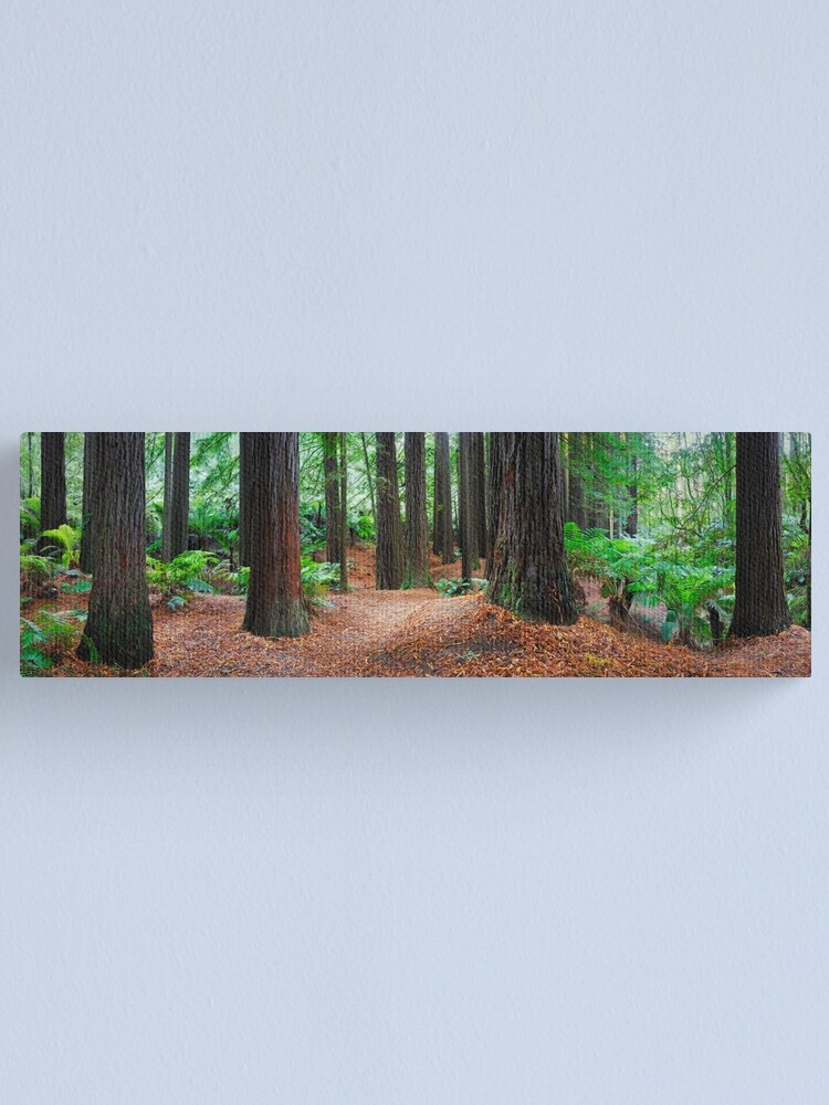 Thumbnail 1 of 3, Canvas Print, Redwood Forest, Otways, Great Ocean Road, Victoria, Australia designed and sold by Chockstone.