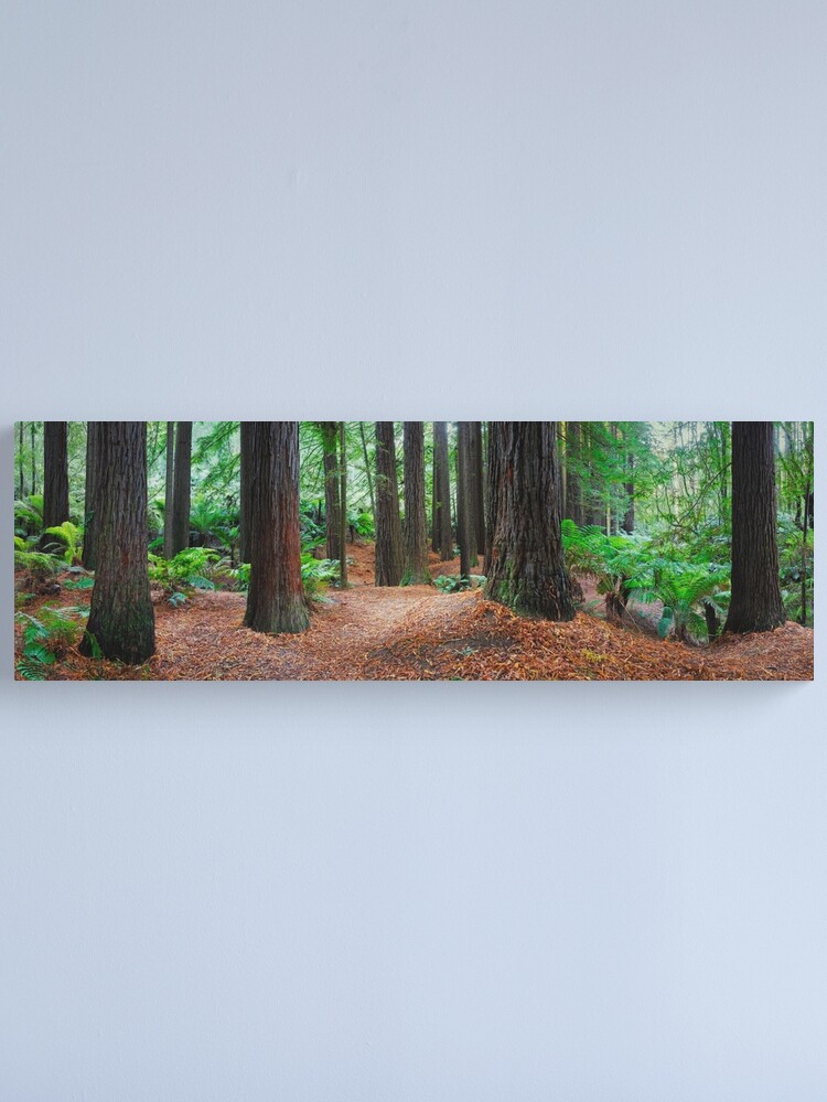 Thumbnail 1 of 3, Canvas Print, Redwood Forest, Otways, Great Ocean Road, Victoria, Australia designed and sold by Chockstone.