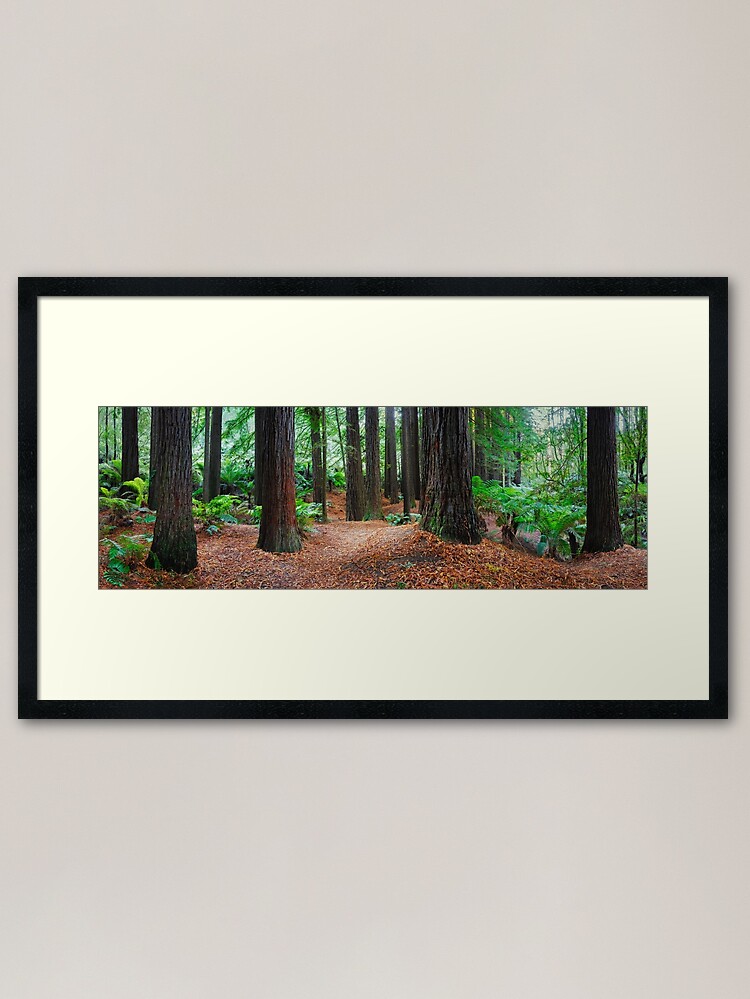Thumbnail 1 of 7, Framed Art Print, Redwood Forest, Otways, Great Ocean Road, Victoria, Australia designed and sold by Chockstone.