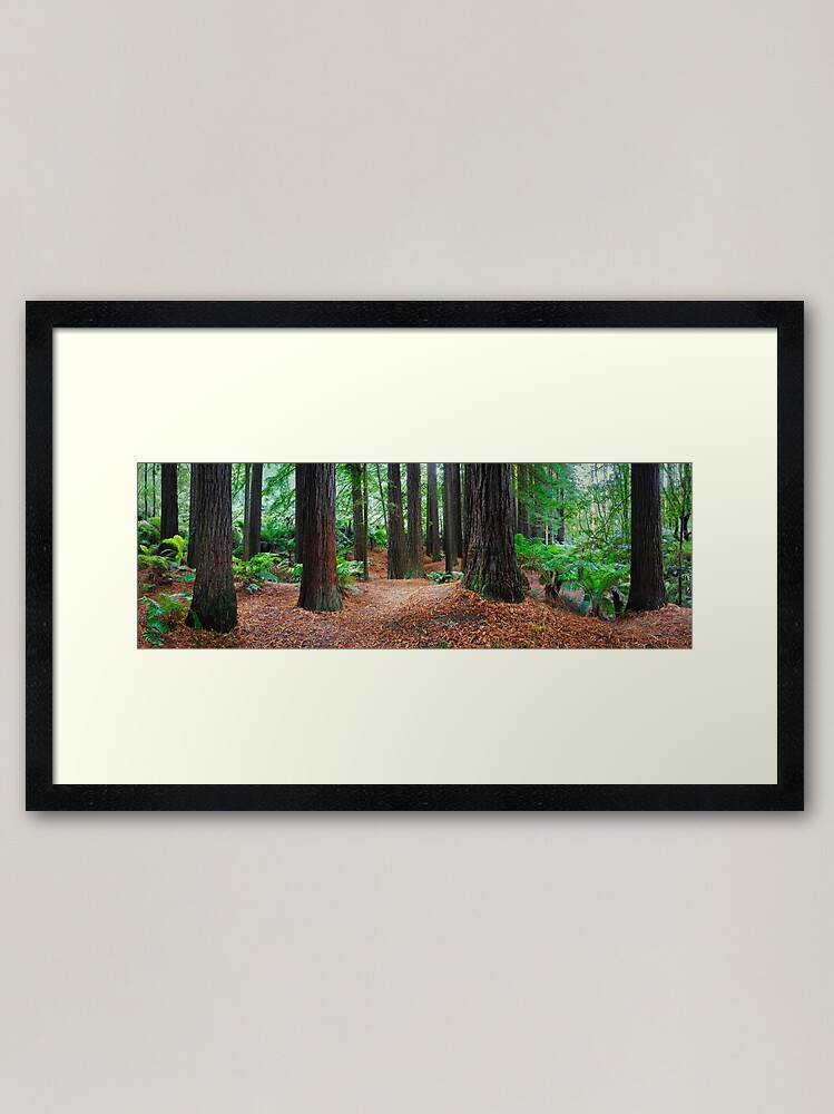 Alternate view of Redwood Forest, Otways, Great Ocean Road, Victoria, Australia Framed Art Print