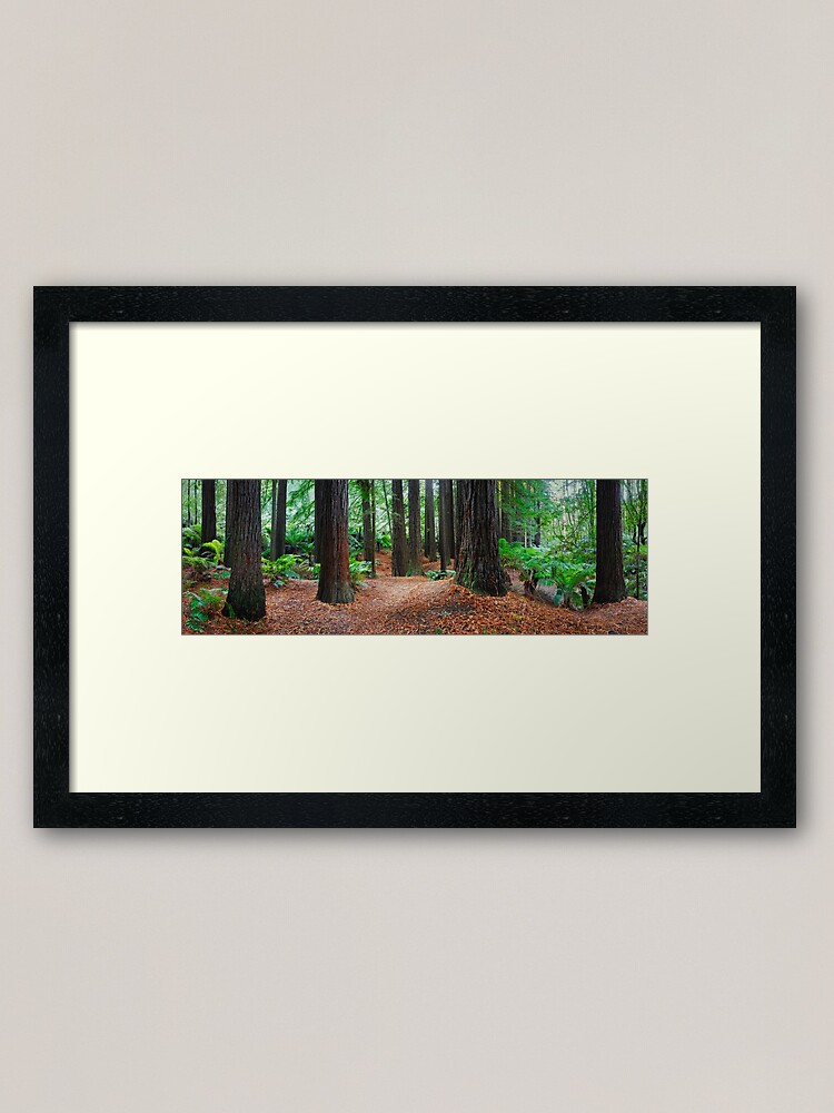 Thumbnail 1 of 7, Framed Art Print, Redwood Forest, Otways, Great Ocean Road, Victoria, Australia designed and sold by Chockstone.