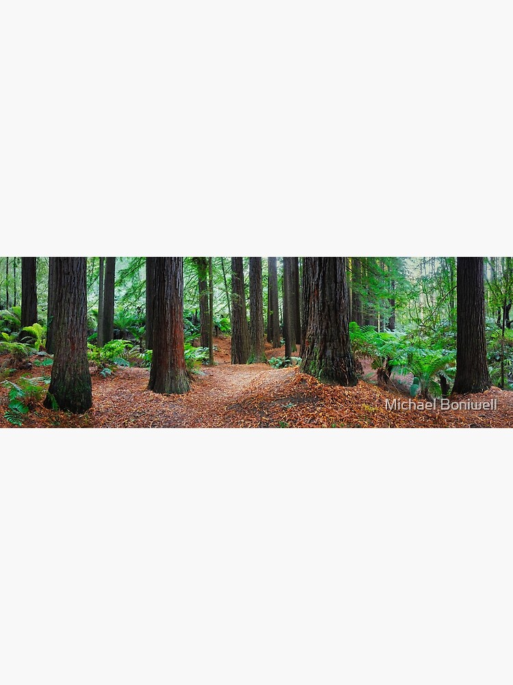 Thumbnail 3 of 3, Canvas Print, Redwood Forest, Otways, Great Ocean Road, Victoria, Australia designed and sold by Chockstone.