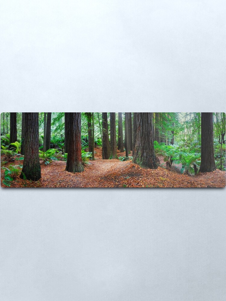 Alternate view of Redwood Forest, Otways, Great Ocean Road, Victoria, Australia Metal Print