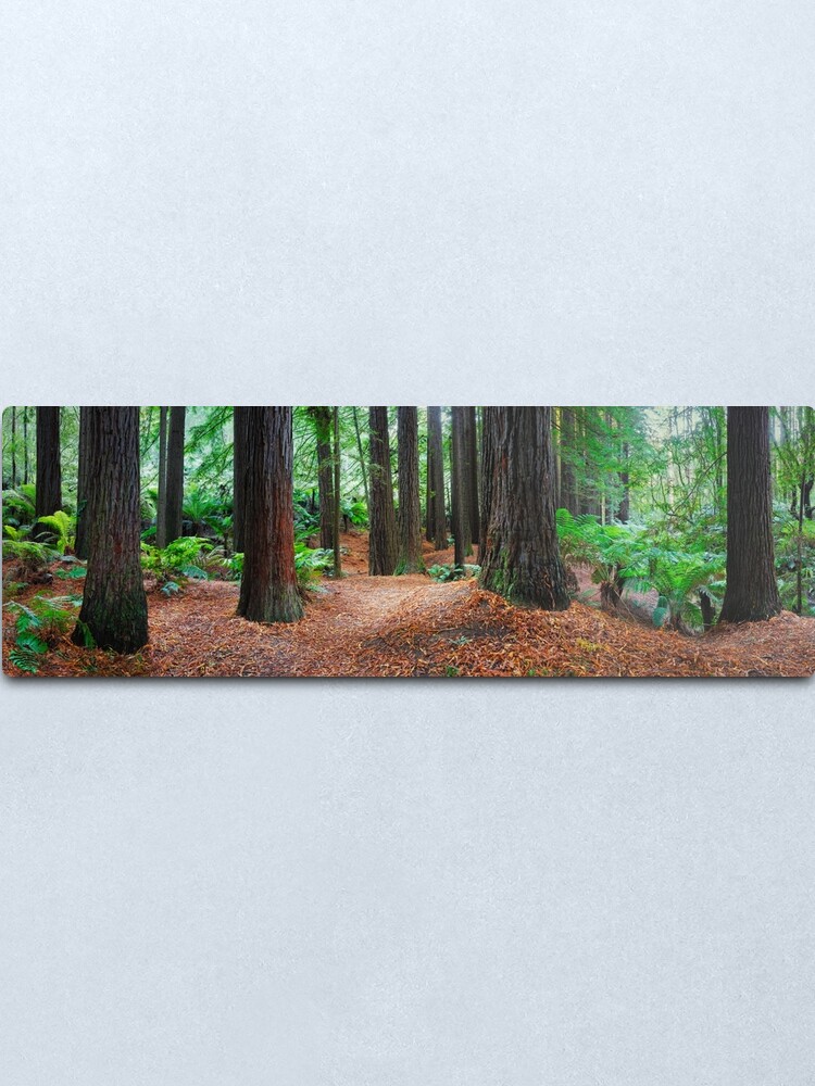 Alternate view of Redwood Forest, Otways, Great Ocean Road, Victoria, Australia Metal Print