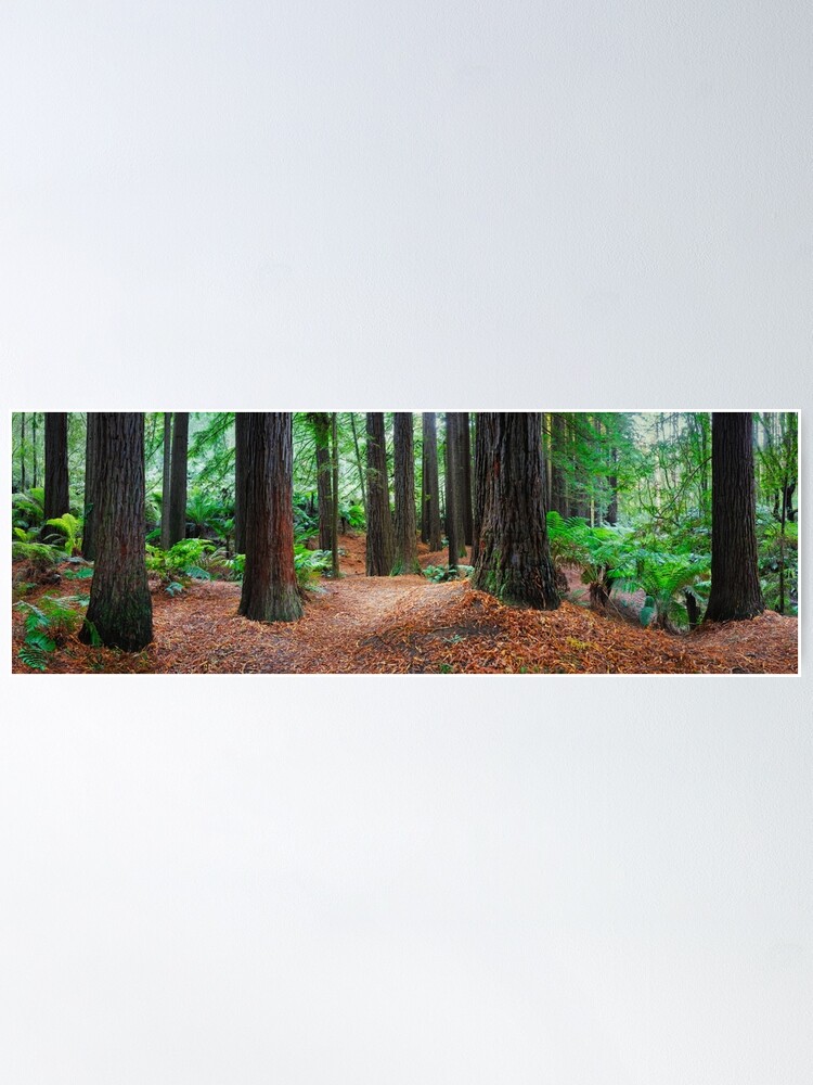 Thumbnail 1 of 3, Poster, Redwood Forest, Otways, Great Ocean Road, Victoria, Australia designed and sold by Chockstone.