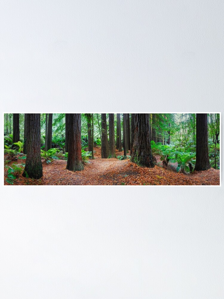 Thumbnail 1 of 3, Poster, Redwood Forest, Otways, Great Ocean Road, Victoria, Australia designed and sold by Chockstone.