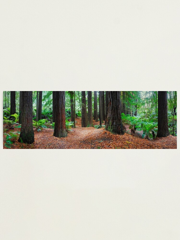 Alternate view of Redwood Forest, Otways, Great Ocean Road, Victoria, Australia Photographic Print