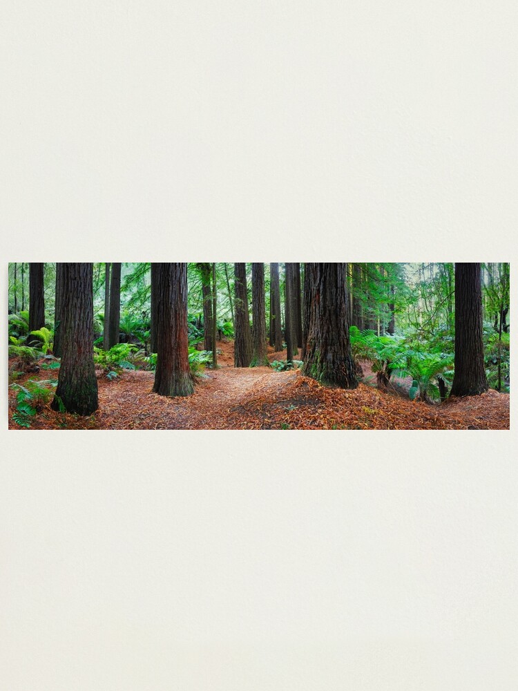 Thumbnail 1 of 3, Photographic Print, Redwood Forest, Otways, Great Ocean Road, Victoria, Australia designed and sold by Chockstone.