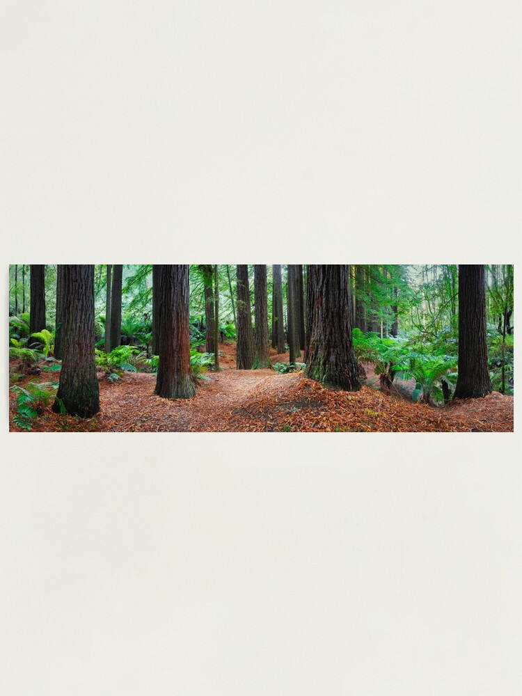 Thumbnail 1 of 3, Photographic Print, Redwood Forest, Otways, Great Ocean Road, Victoria, Australia designed and sold by Chockstone.