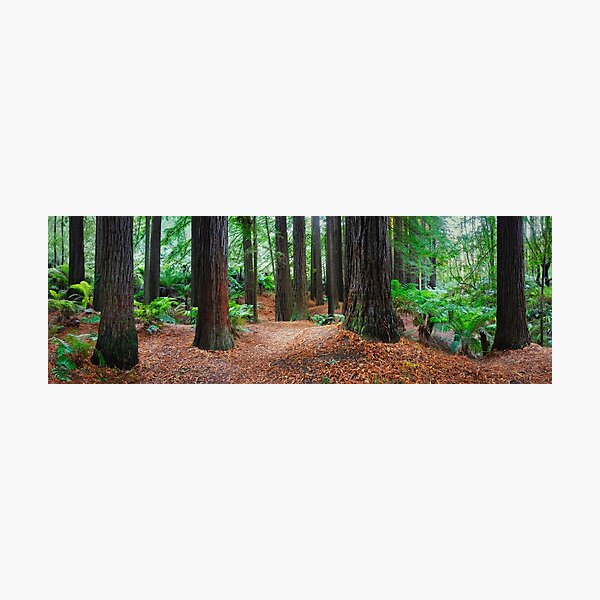 Photographic Print