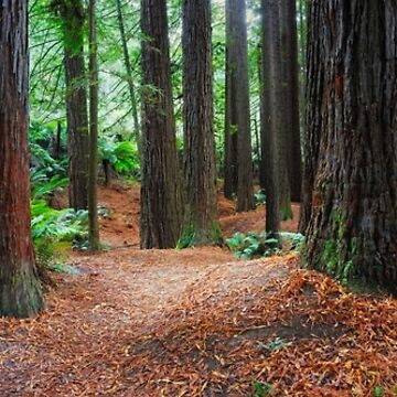 Artwork thumbnail, Redwood Forest, Otways, Great Ocean Road, Victoria, Australia by Michael Boniwell