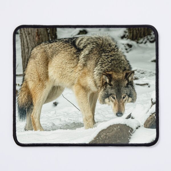Item preview, Eastern Gray Wolf designed and sold by Michael Cummings.