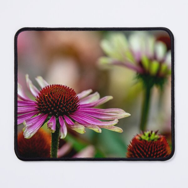 Item preview, Echinacea "Green Twister" designed and sold by Michael Cummings.