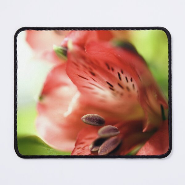 Item preview, Alstroemeria, Peruvian Lily designed and sold by imaginethis.
