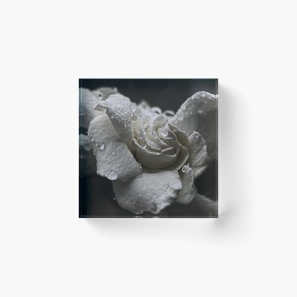 Item preview, White Gardenia In The Rain designed and sold by Evita.