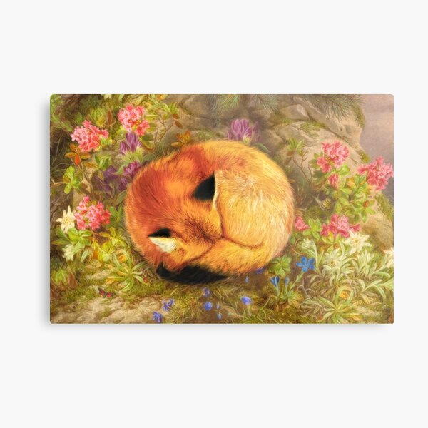 The Cozy Fox Metal Print