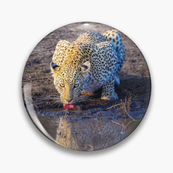 Item preview, Leopard (Panthera pardus) drinking designed and sold by Graham Prentice.