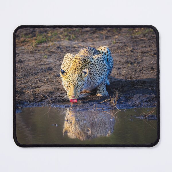 Item preview, Leopard (Panthera pardus) drinking designed and sold by Graham Prentice.