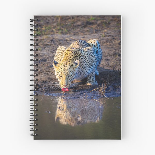 Item preview, Leopard (Panthera pardus) drinking designed and sold by Graham Prentice.