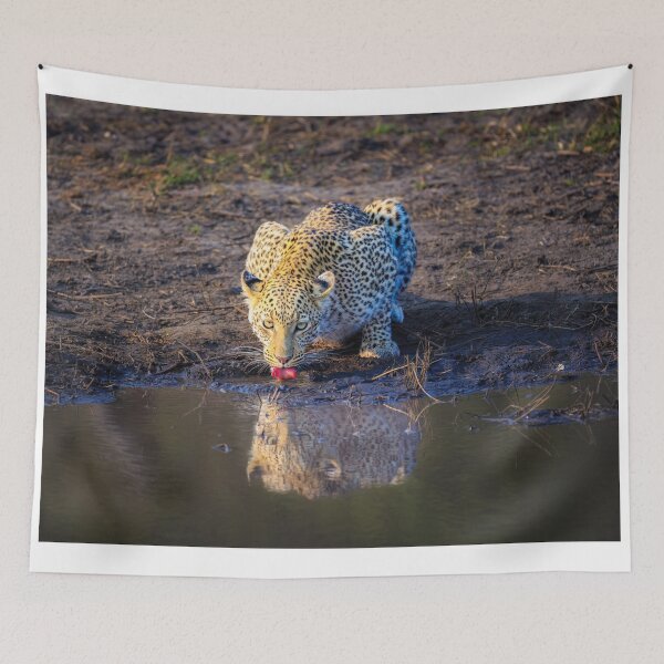 Item preview, Leopard (Panthera pardus) drinking designed and sold by Graham Prentice.