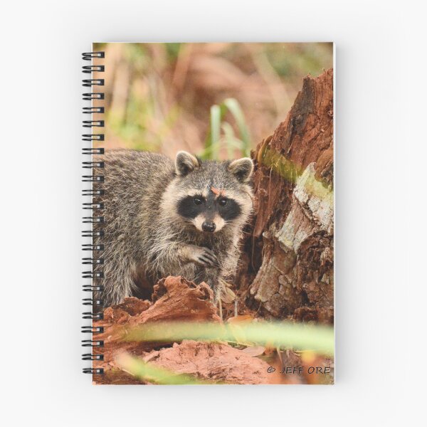 Item preview, Little Raccoon (Procyon lotor) designed and sold by Jeff Ore.