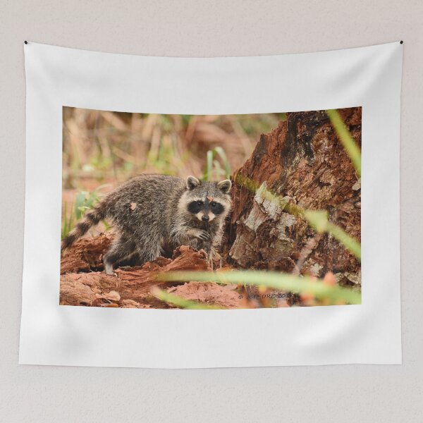 Item preview, Little Raccoon (Procyon lotor) designed and sold by Jeff Ore.