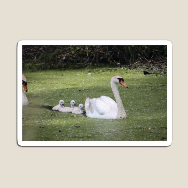Aperçu de l'œuvre Famille Cygne créée et vendue par OneCreativePup.