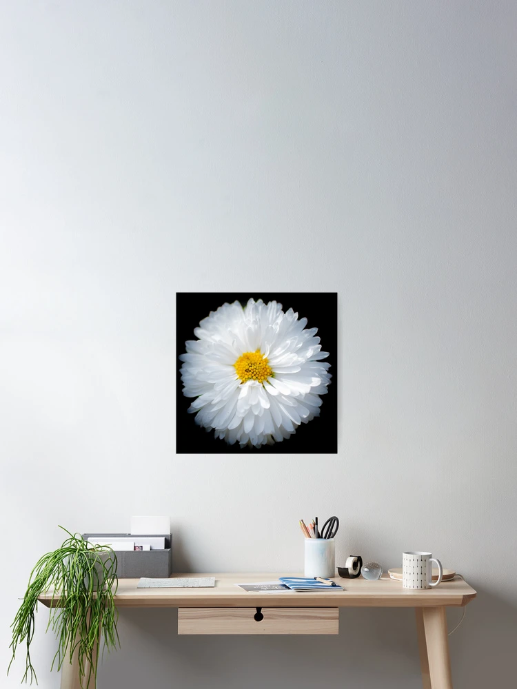 Thumbnail 2 of 3, Poster, Daisy designed and sold by John Stoves.