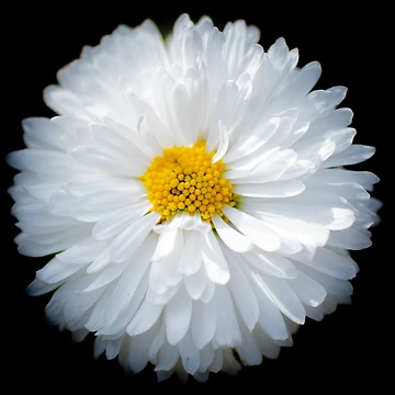 Artwork thumbnail, Daisy by John Stoves